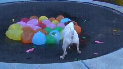 explotar,todos,perro,globos,agua