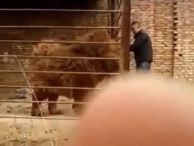 perro,grande,ver,nunca