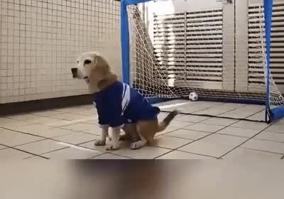 ma&ntilde;ana,chutar,portero,perro,meter,gol