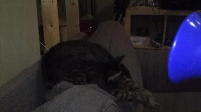 despertar,gato,bocina,mimos