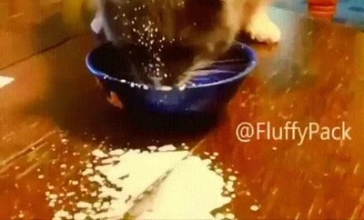 gato,desastre,beber,leche