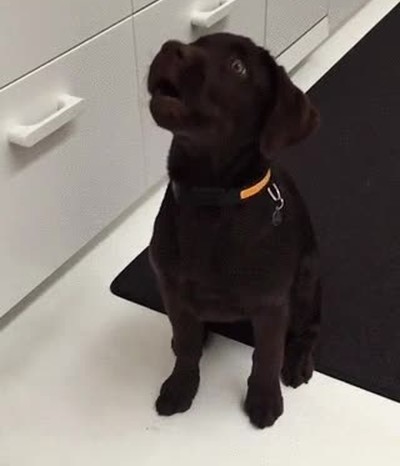 cachorro,aprender,atrapar,cosas,aires