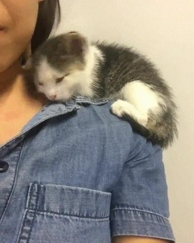 todos,tener,gato,hombro,vida,mejor