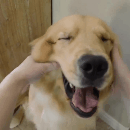 cara,felices,masaje,pequeño,perro
