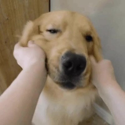 perro,felices,peque&ntilde;o,masaje,cara