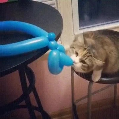 gato,demasiado,curioso,susto,globos