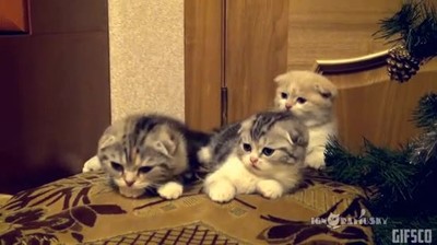 demostraci&oacute;n,bostezos,contagio