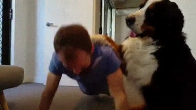 nada,entrenador,personal,perro,flexiones