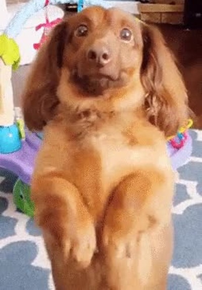 photobomb,perro,arruinar,foto,hijo