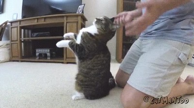 gato,demostrar,confiar,plenamente