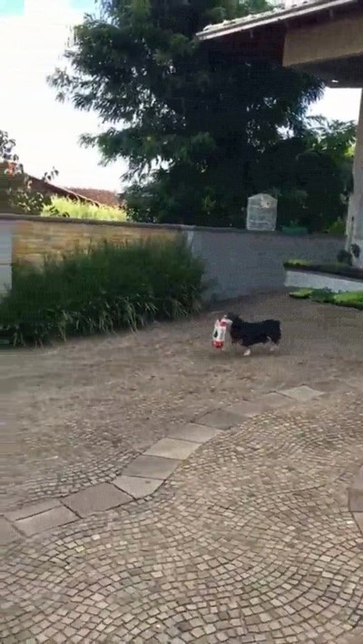 perro,compra,encantado