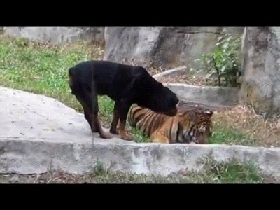 perro,temerario,intentar,robar,comida,tigre