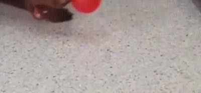 perro,intentar,alcanzar,sue&ntilde;os