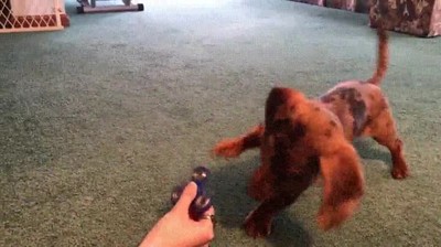 perro,intentar,adivinar,funcionar,spinner