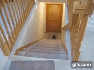 perro,experto,arte,bajar,escaleras