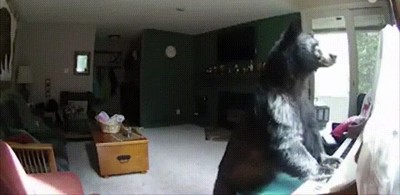 t&iacute;pico,oso,colar,casa,tocar,piano