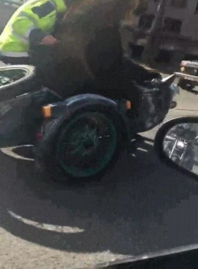 nadie,narices,poner,oso,multa,tr&aacute;fico