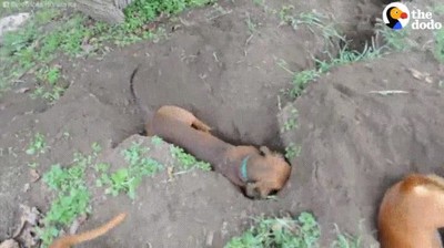 equipo,arqueologia,patrulla,canina,trabajar,duro