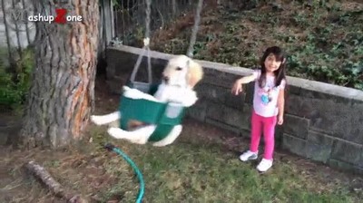 derecho,divertir,columpio,perro