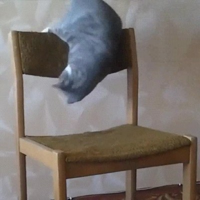 gato,funcionar,sillas,vuelta