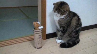 gato,reflejos,r&aacute;pidos,lag