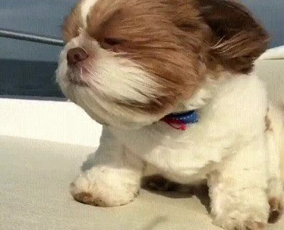 Cuando bajas la ventanilla del coche y te crees que estás en un videoclip bajar,ventanilla,coche,perro