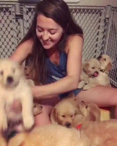 parecido,cielo,tierra,cachorros,perro,perretes