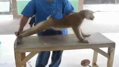 mono,flexiones,entrenar,hombres,mujeres