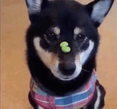 perro,r&aacute;pido,ojo,humano