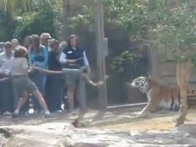 jugar,estirar,cuerda,tigre