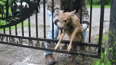 momento,cervatillo,atrapado,reunir,madre