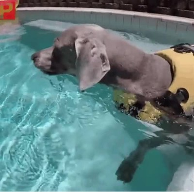 jugar,amigo,juego,modo,cooperativo,piscina,gato,perro