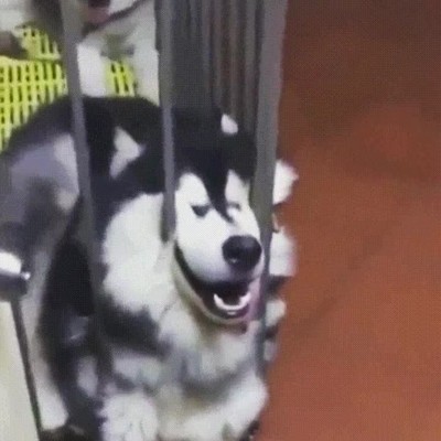 perro,postura,cara,lengua,forma,dormido