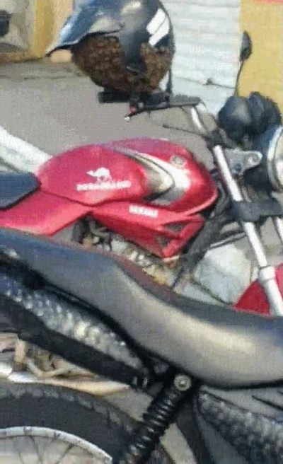 recordar,siempre,casco,abejas