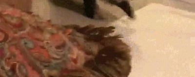 nunca,gato,evitar,pelea,estilo