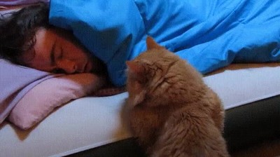 gato,esperar,papa,despertar,cama