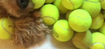 perro,paraiso,pelotas,tenis