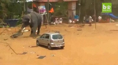 elefante,confundir,coche,pelota