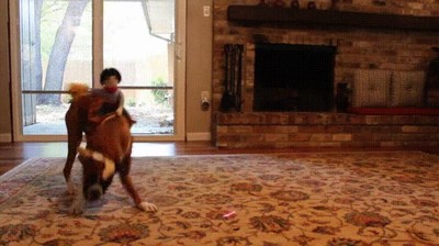 mejor,cosplay,perro,laser