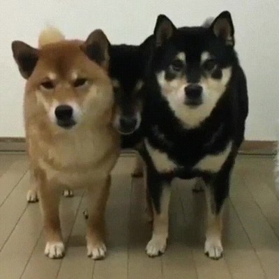 perros,sentir,hermanos,medianos