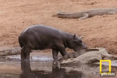 utilizar,espinas,cocodrilo,pasta de dientes