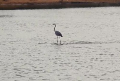elegido,surfear espalda,hipopotamo