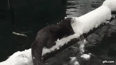 animales,pala,quitanieves,otra vida