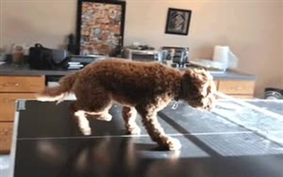 perro,jugar,ping pong,nadie,caso