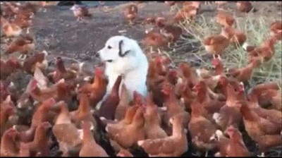 perro,gallinas,sospechar