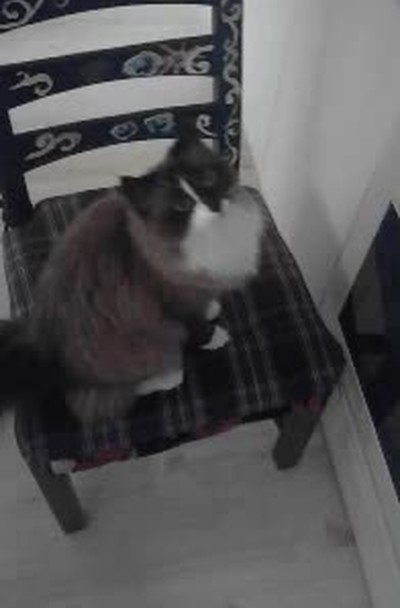 gato,cumplir,deseos,due&ntilde;o