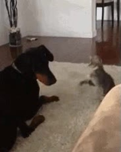 perro,demostrar,problemas,gato