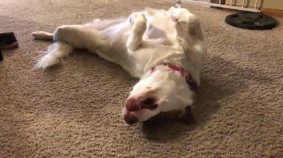 perro,despertar,suelo,domingo,resaca