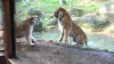novia,enfadar,despertar,siesta