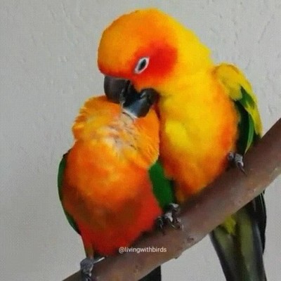 loro,besos,cuello,preliminares